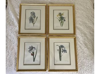 Four Beautifully Framed Floral Lithographs With Gold Fillet Molding