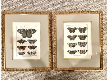 Colorful & Highly Detailed Butterfly Specimen Lithographs