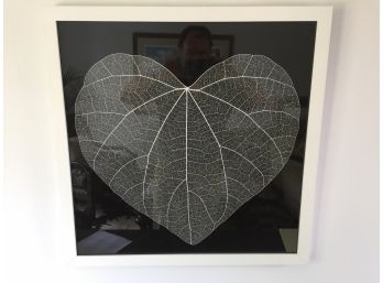 Photograph Of Heart Leaf Print From Wisteria