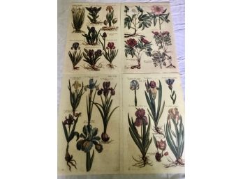 Dealer Lot Of Reproduced Botanical Bookplate Prints (135)