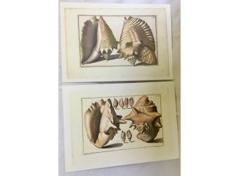 Dealer Lot Of Shell Prints (#4)