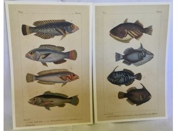 Large Dealer Lot Of Fish Prints - 2 Different Plates (700)