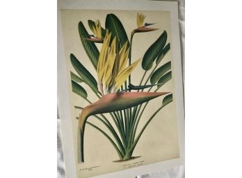 Bird Of Paradise Print (50)