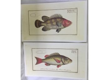 Large Dealer Lot Of Fish Prints - 2 Different Plates (99)