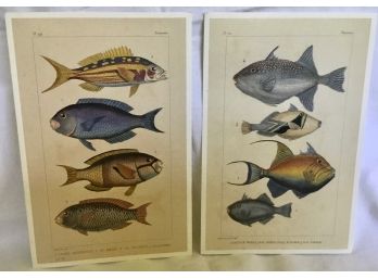 Large Dealer Lot Of Fish Prints - 2 Different Plates (700)