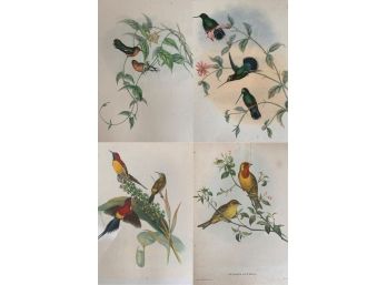 Set Of 4 Unframed Bird Prints, One Is J Gould & HC Richler