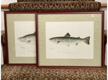 Vintage Denton Salmon Prints