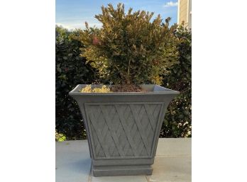 A Pair Of Small Boxwoods In Handsome Planters