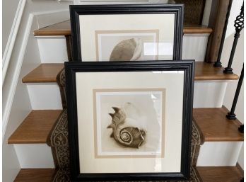 A Great Pair Of Fine Art Photography Prints, Seashells, Pencil Signed & Titled