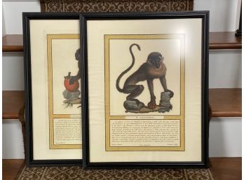 A Pair Of Vintage Natural History Monkey Prints