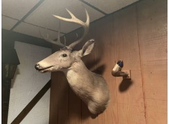 8 Point Buck Deer Head Taxidermy, 106