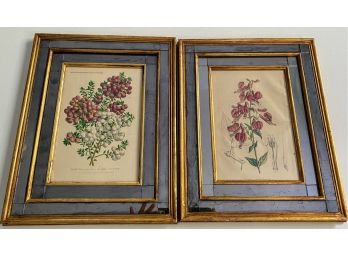 Authenticated Antique Botanicals In Cool Mirrored Frames