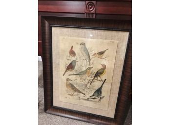 Vintage Framed Ornithological Print - Weston Pickup