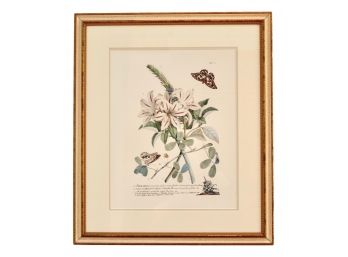 Narcissus Latin Botanical Print