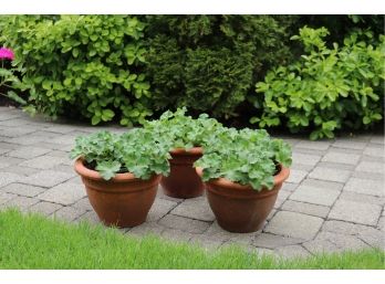 Trio Of Red Geranium In Terracotta Planters