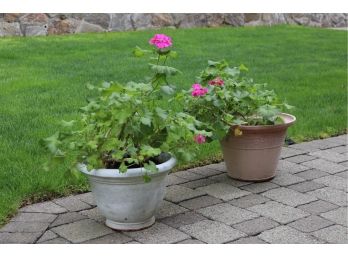 Pair Of Pink Geraniums In Planters