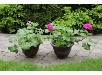 Pair Of Pink Geraniums In Ceramic Planters