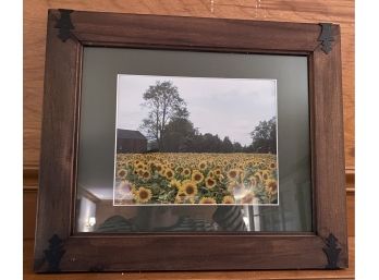 Framed Print Of Sunflower Field