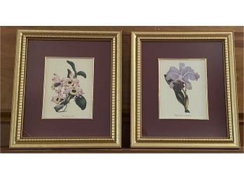 Two Framed Botanical Prints