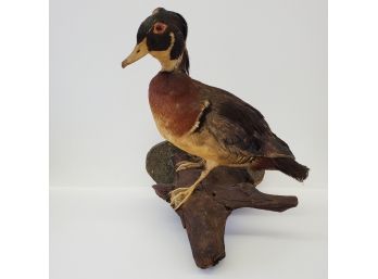 Antique Taxidermy Wood Duck