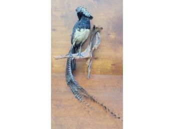 Antique Taxidermy Pheasant