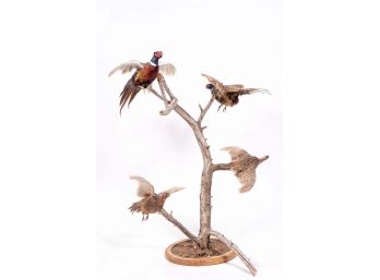 Ring-necked Pheasant Taxidermy Display