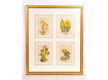 Four Framed Yellow Flower Naturalist Illustrations