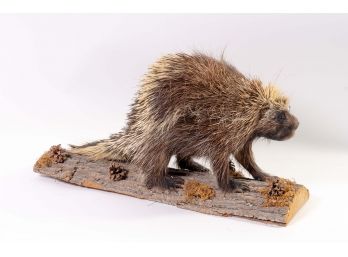 Porcupine Taxidermy