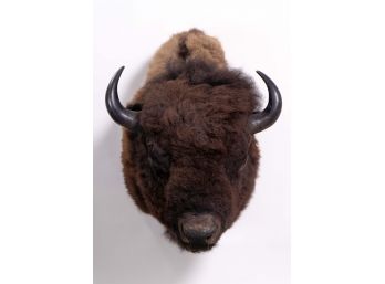 Mounted American Buffalo Head Taxidermy