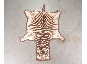 Whole Zebra Skin Taxidermy