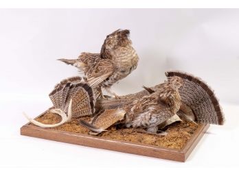 Taxidermy Ruffed Grouse Display