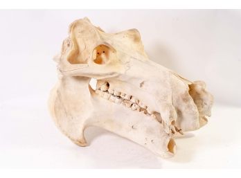 Hippopotamus Skull