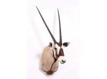 Mounted South African Gemsbok Taxidermy Head