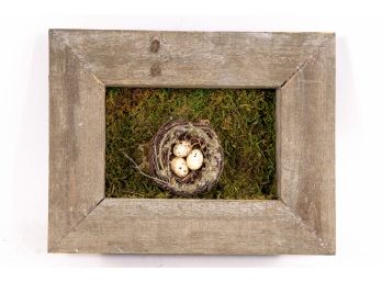 Shadow Box With Bird's Nest