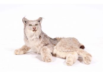 Lynx Taxidermy