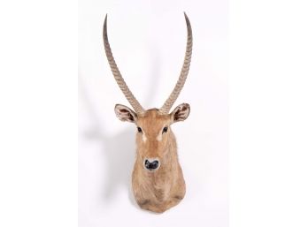 Mounted African Waterbok Taxidermy Head (2 Of 2)