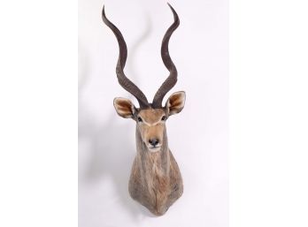 Mounted African Kudu Taxidermy Head