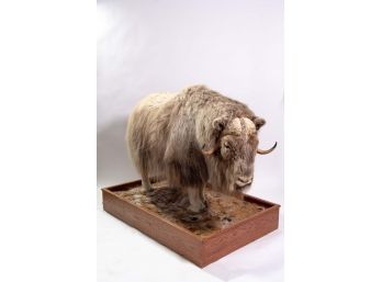 Musk Ox Taxidermy