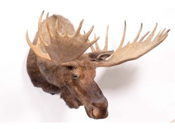 Colossal Mounted Moose Head Taxidermy