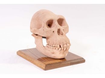 Plaster Replica Of Rare Skull Of The Southern Ape Of Afar