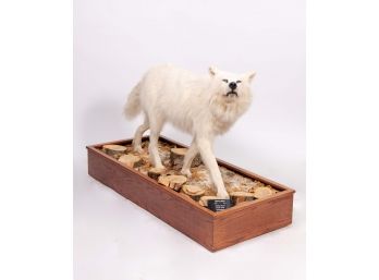 Arctic Wolf Taxidermy