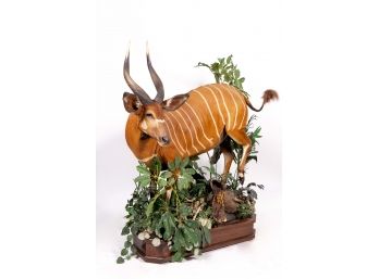 African Bongo Taxidermy