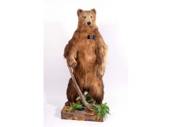 Monumental Kodiak Brown Bear Taxidermy