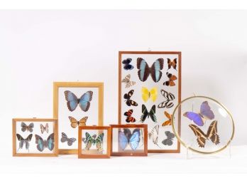 Extensive Butterfly Collection