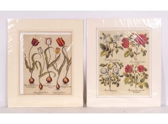 Pair Of Botanical Illustration, Tulip & Rose