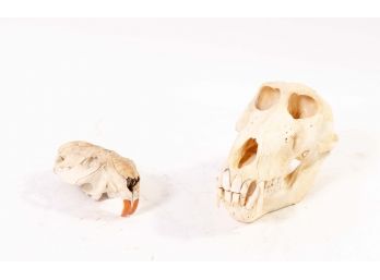 Pair Of Animal Skulls, Including Baboon