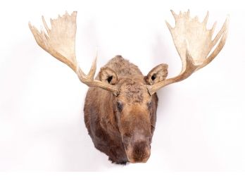 Impressive Mounted Moose Head Taxidermy