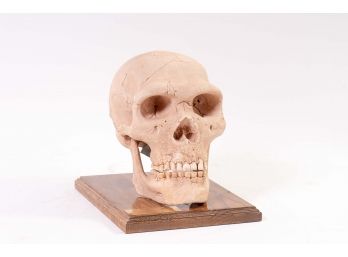 Plaster Replica Of Ancient Neandertal Skull