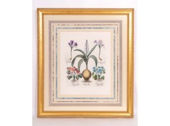 Framed Naturalist Botanical Print