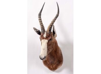 African Blesbok Head Taxidermy